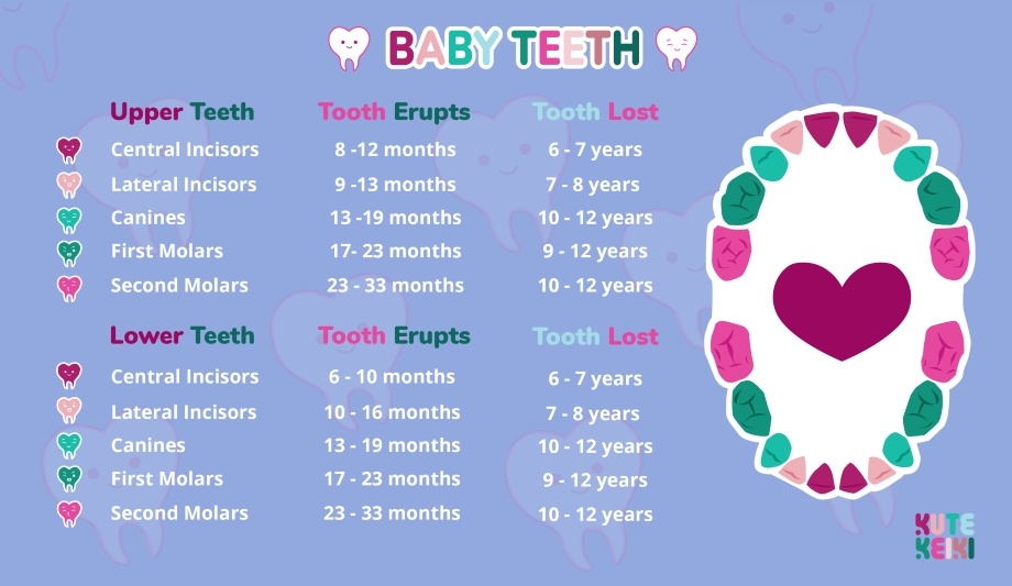 baby teething chart - baby teeth order chart